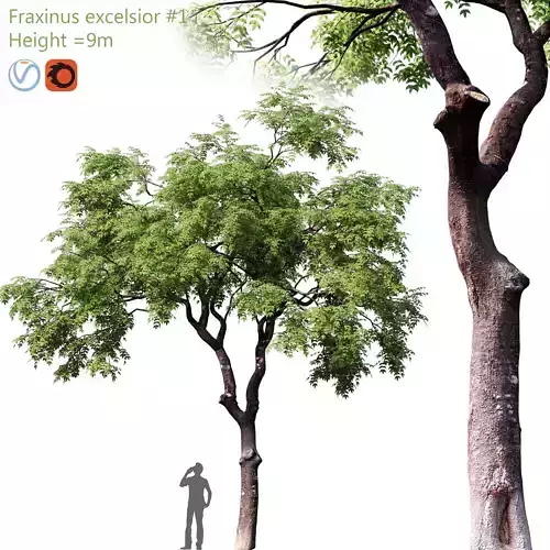 Fraxinus excelsior 01