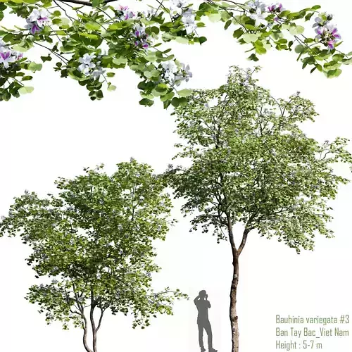 Bauhinia variegata 01 3D model