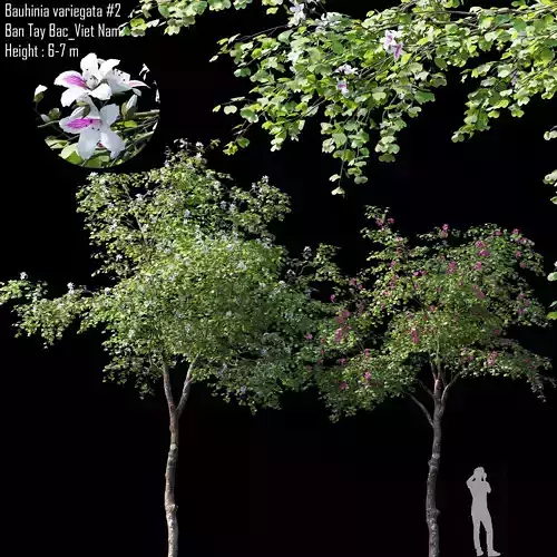 Bauhinia variegata 02 3D model