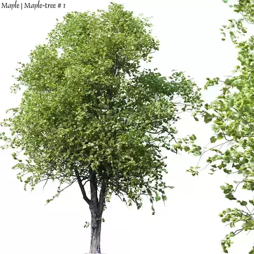 Maple-tree tree with leaves 3D model