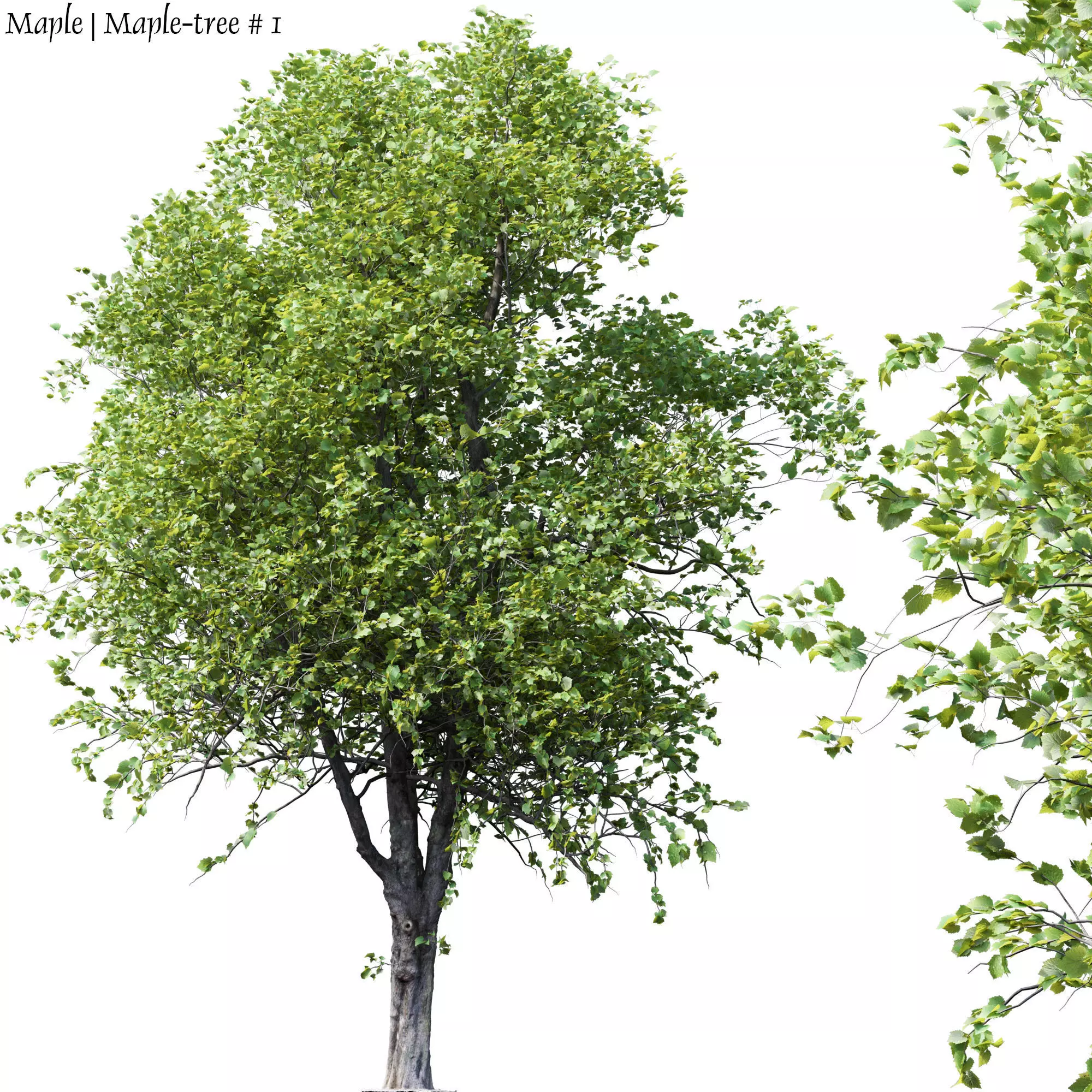 Maple-tree tree with leaves 3D model_0