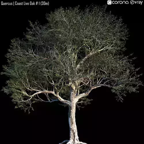 Quercus - Coast Live Oak 01