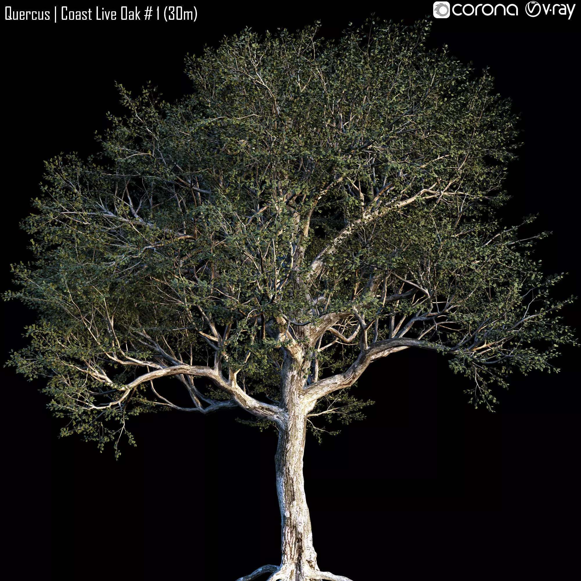 Quercus - Coast Live Oak 01 3D model_0