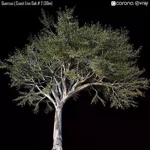 Quercus -Coast Live Oak 02 3D model