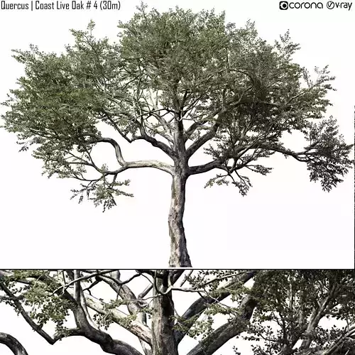 Quercus  -Coast Live Oak 04