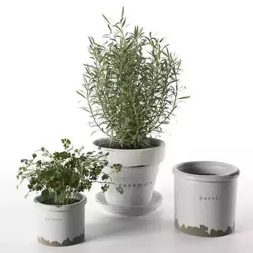 Rosemary and Parsley in Pots 3D model