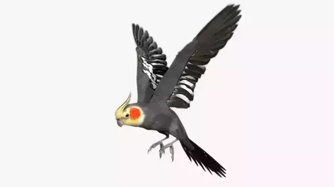 Cockatiel bird Low-poly 3D model