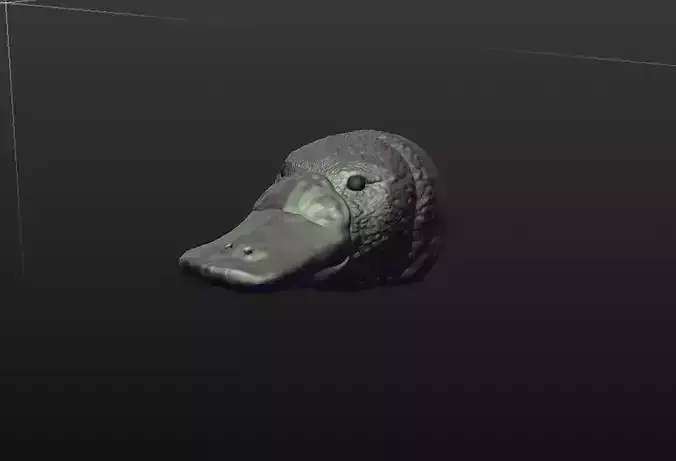 Duck billed Platypus 3D print model