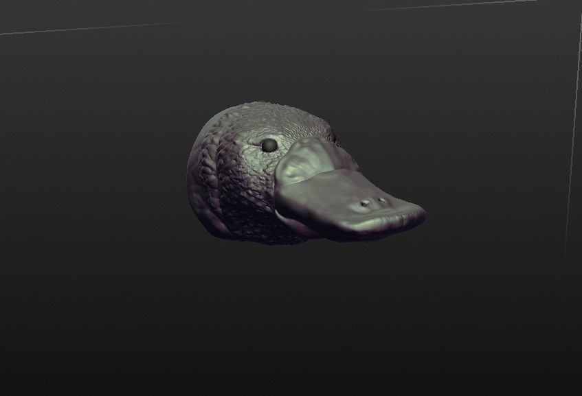 Duck billed Platypus 3D print model_1