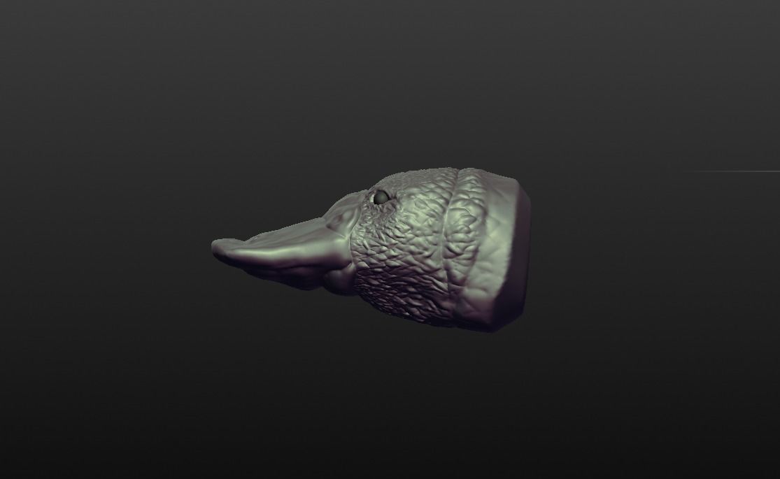 Duck billed Platypus 3D print model_2