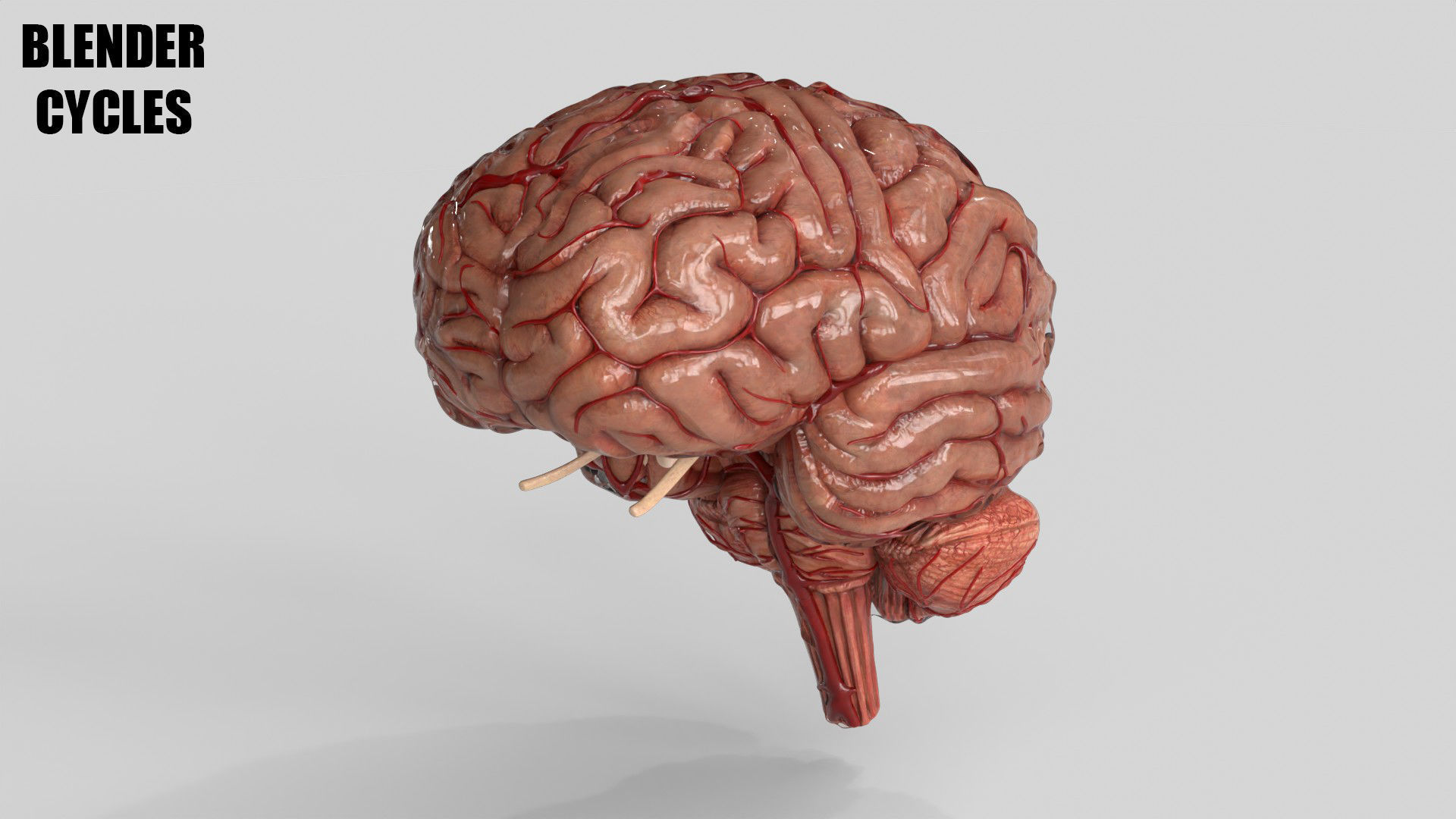Brain Human with Anatomical Organs Low-poly 3D model_17