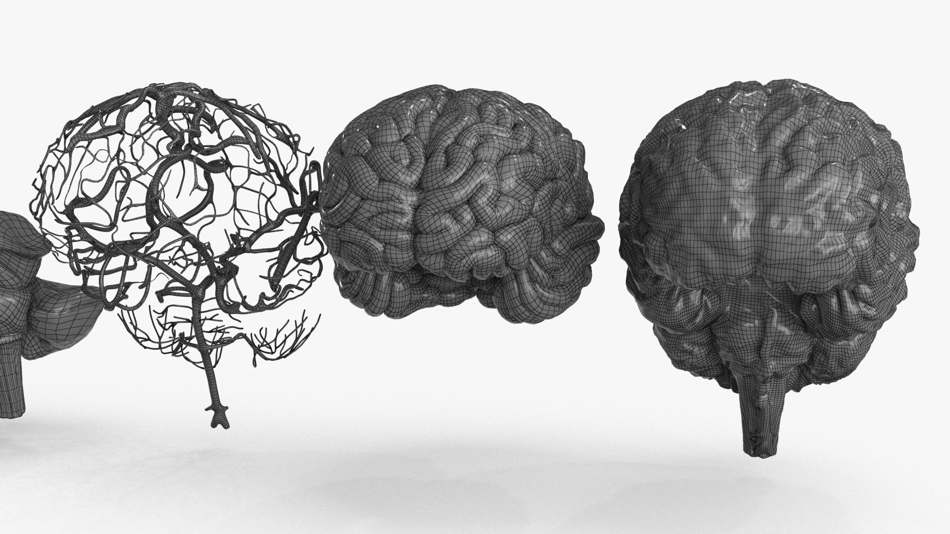 Brain Human with Anatomical Organs Low-poly 3D model_28