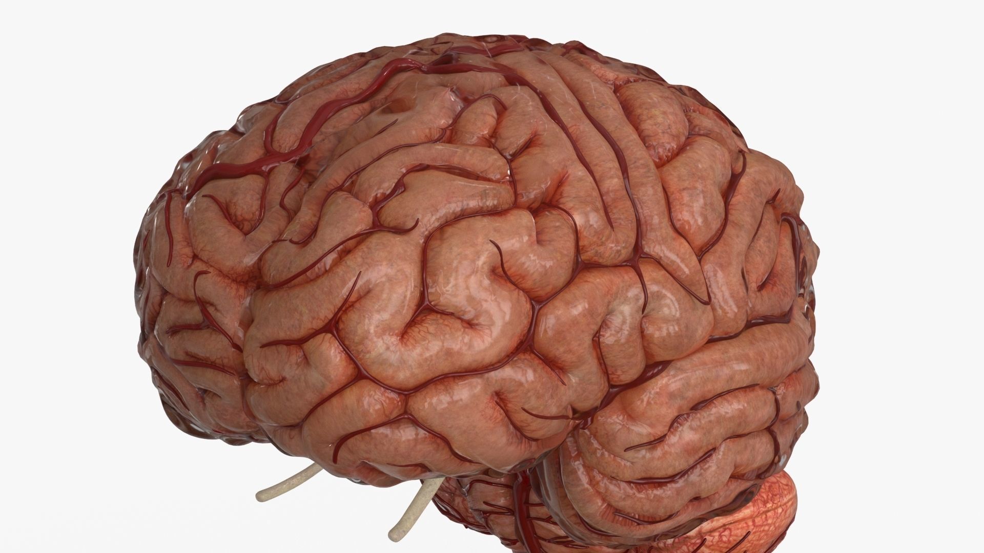 Brain Human with Anatomical Organs Low-poly 3D model_8