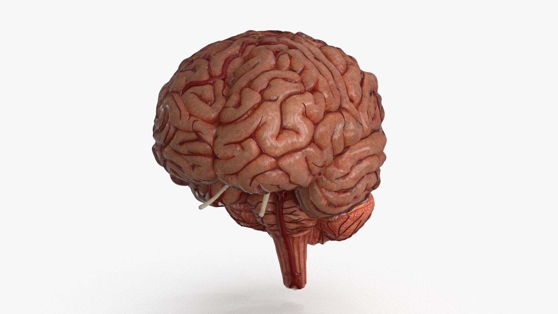 Brain Human with Anatomical Organs Low-poly 3D model_11