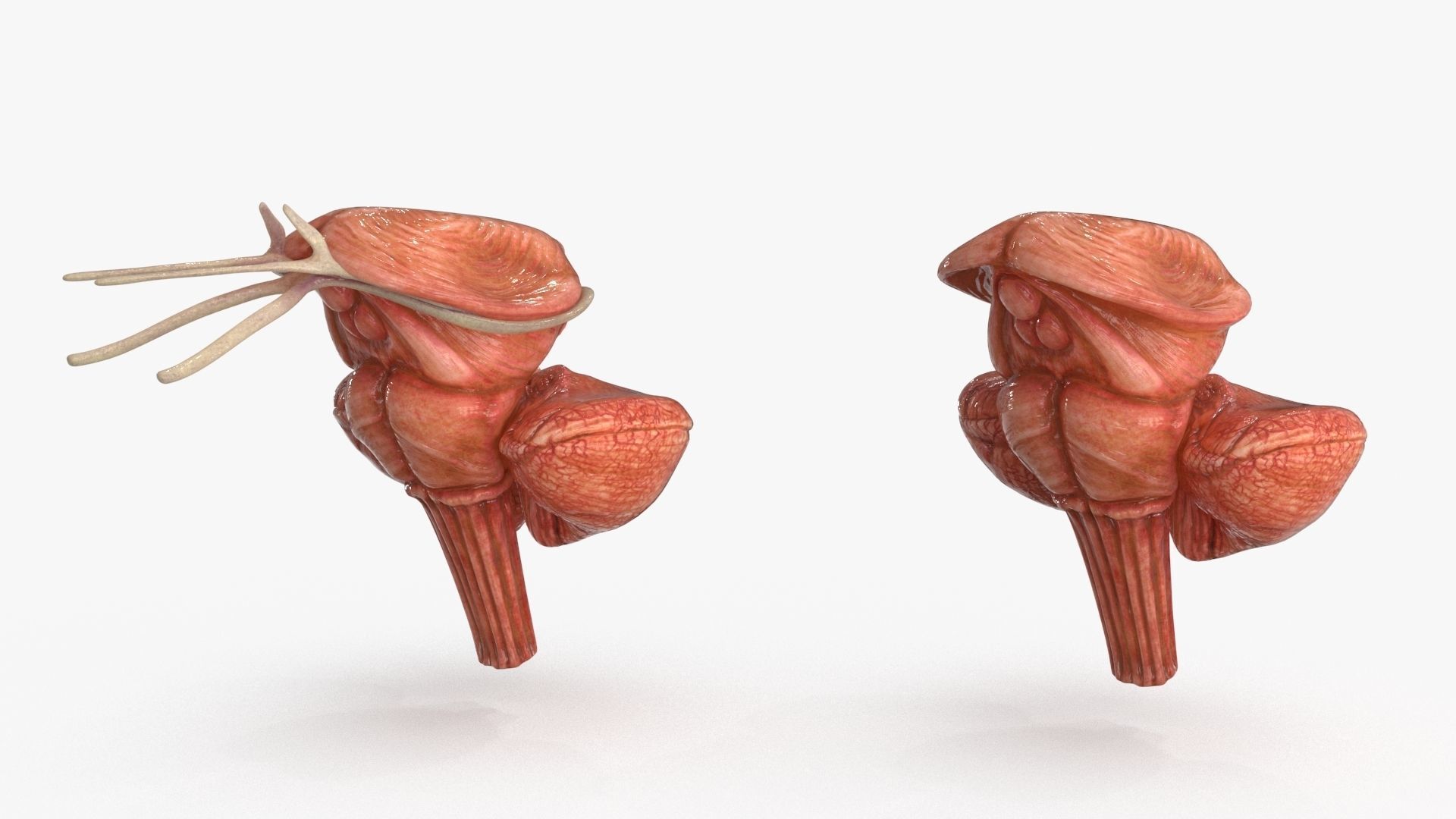 Brain Human with Anatomical Organs Low-poly 3D model_7