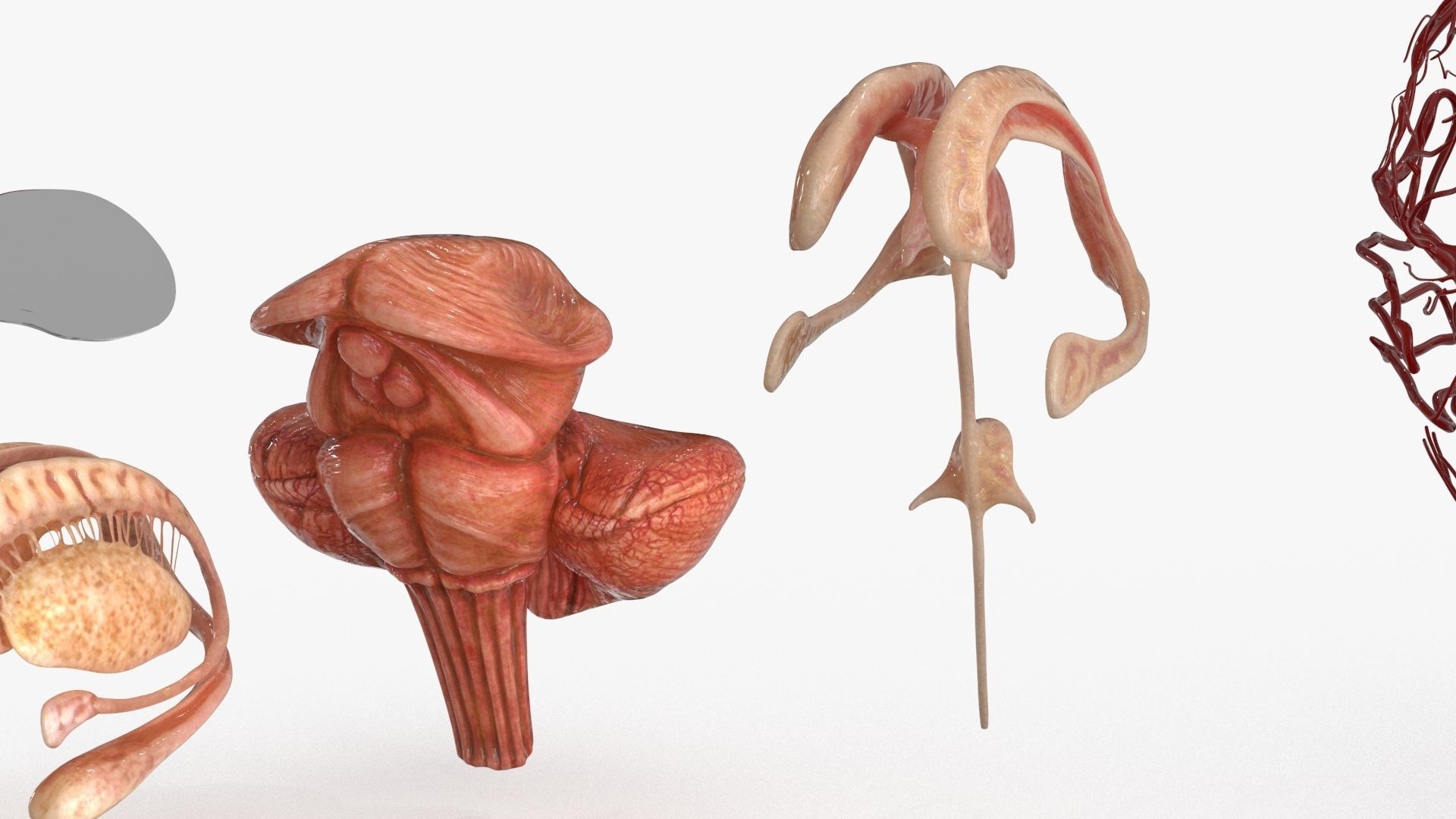 Brain Human with Anatomical Organs Low-poly 3D model_15