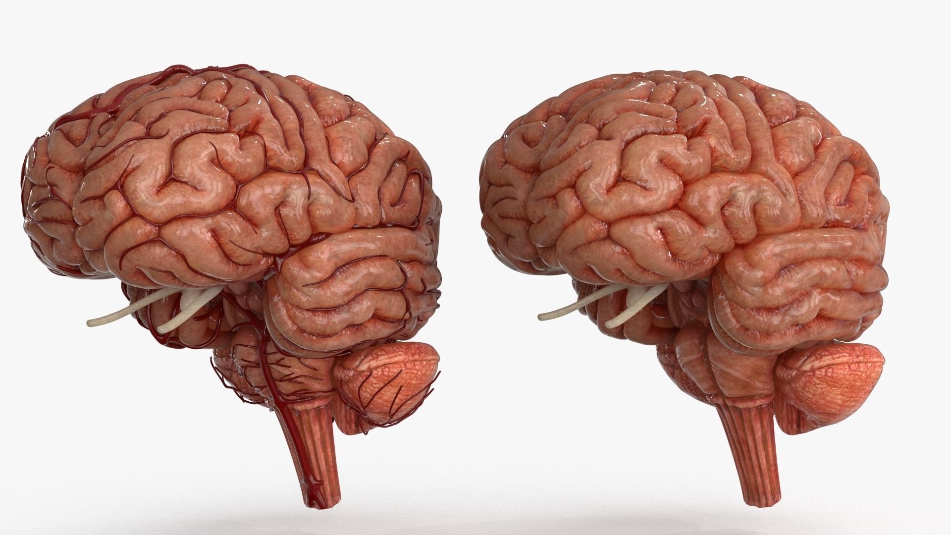 Brain Human with Anatomical Organs Low-poly 3D model_3