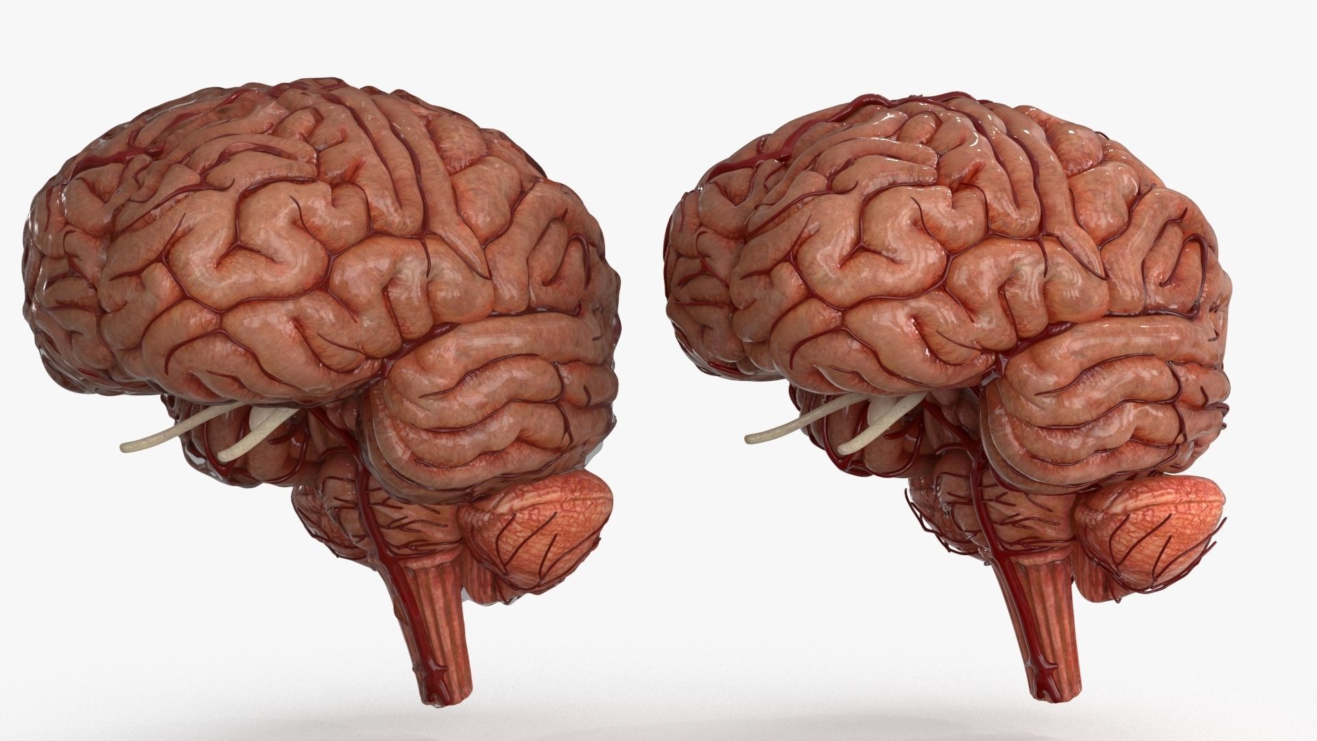 Brain Human with Anatomical Organs Low-poly 3D model_2