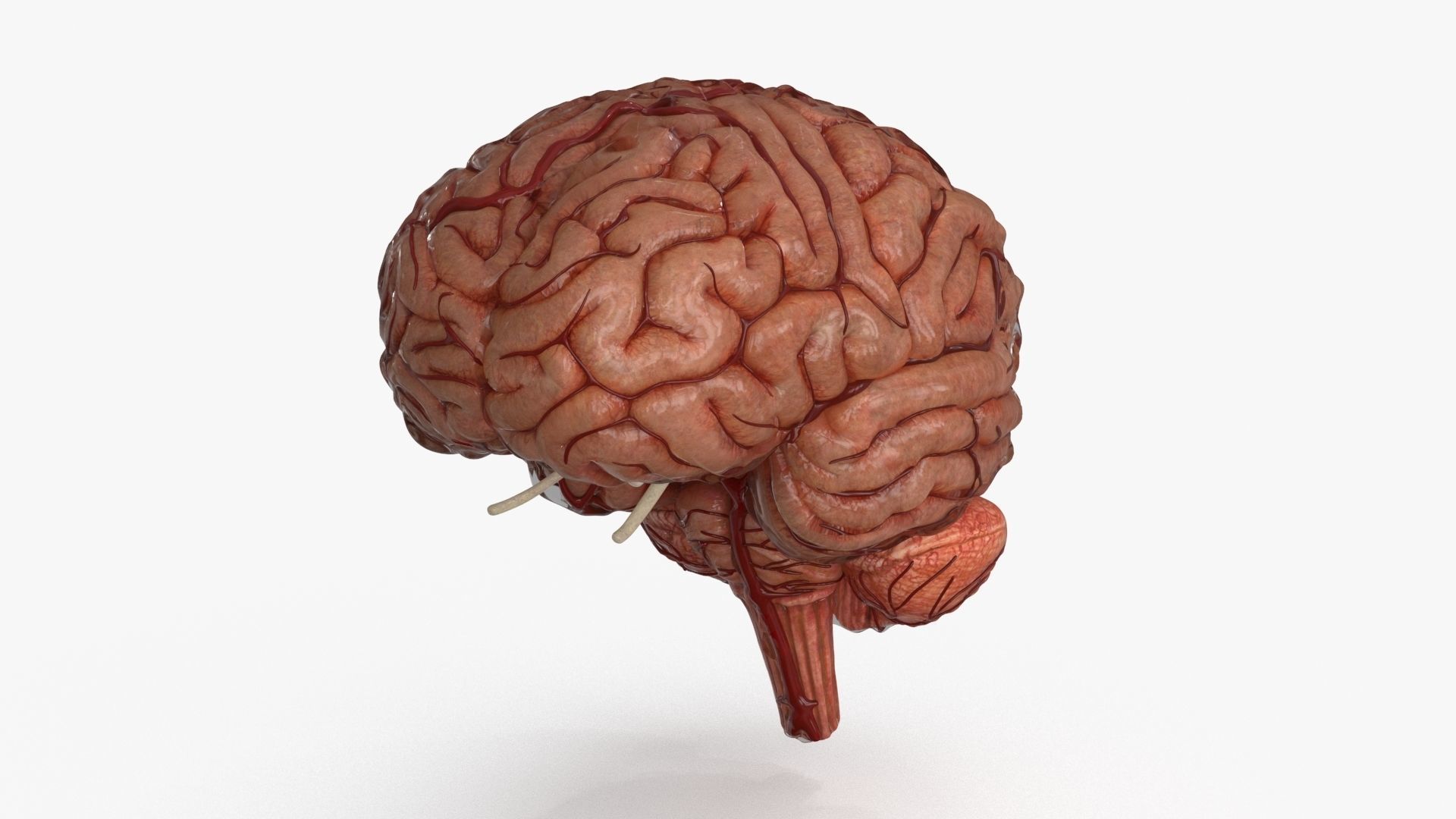Brain Human with Anatomical Organs Low-poly 3D model_19
