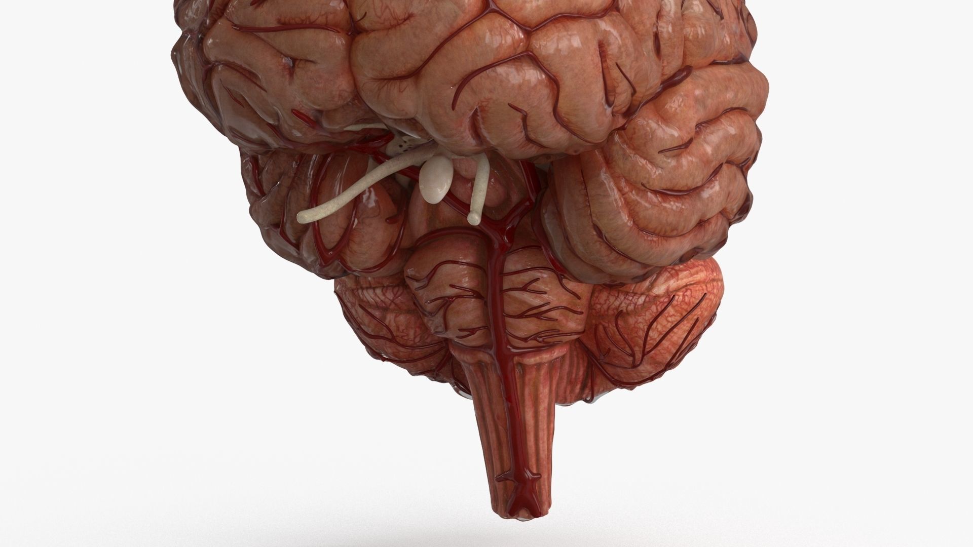 Brain Human with Anatomical Organs Low-poly 3D model_9