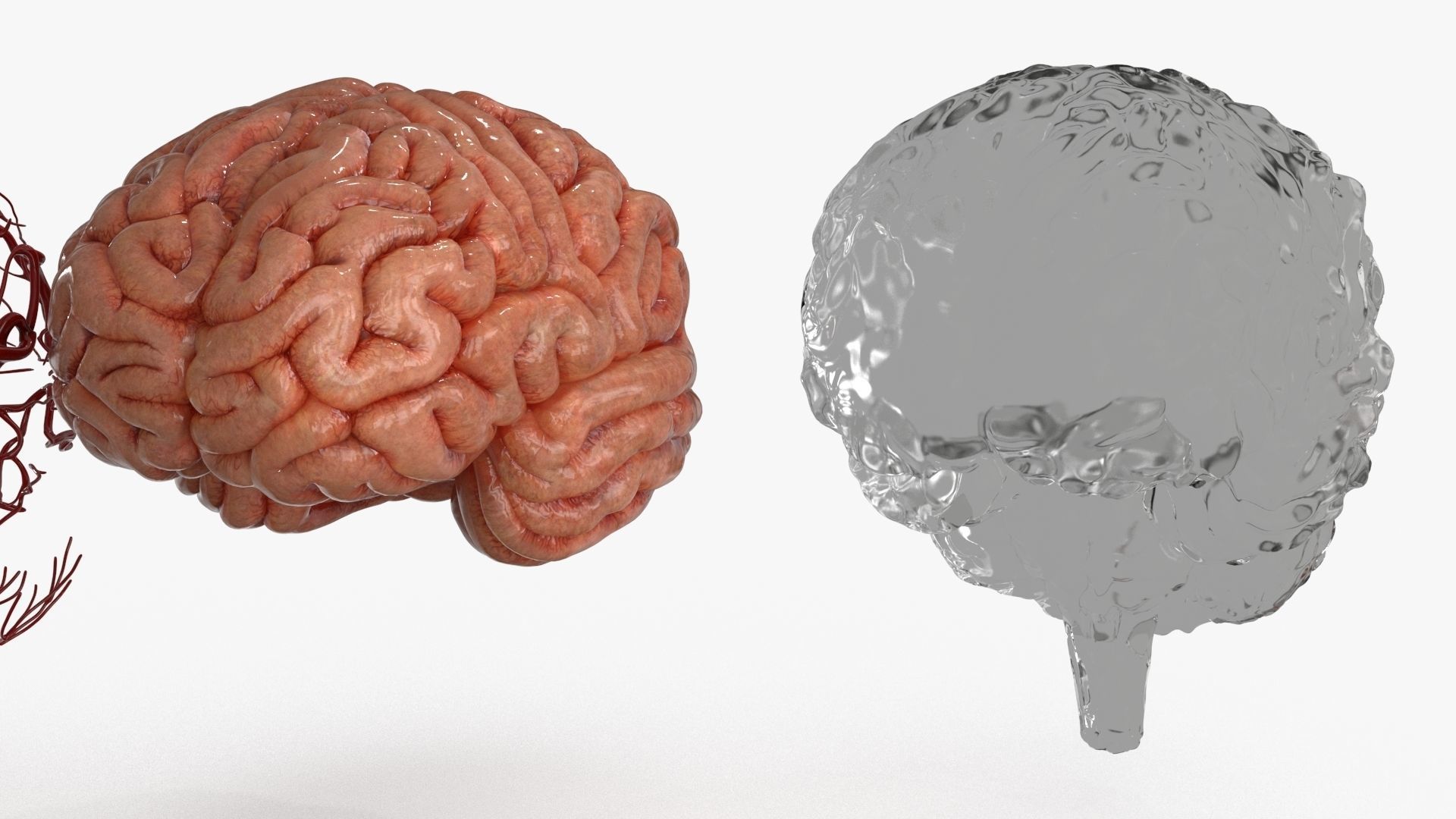 Brain Human with Anatomical Organs Low-poly 3D model_13