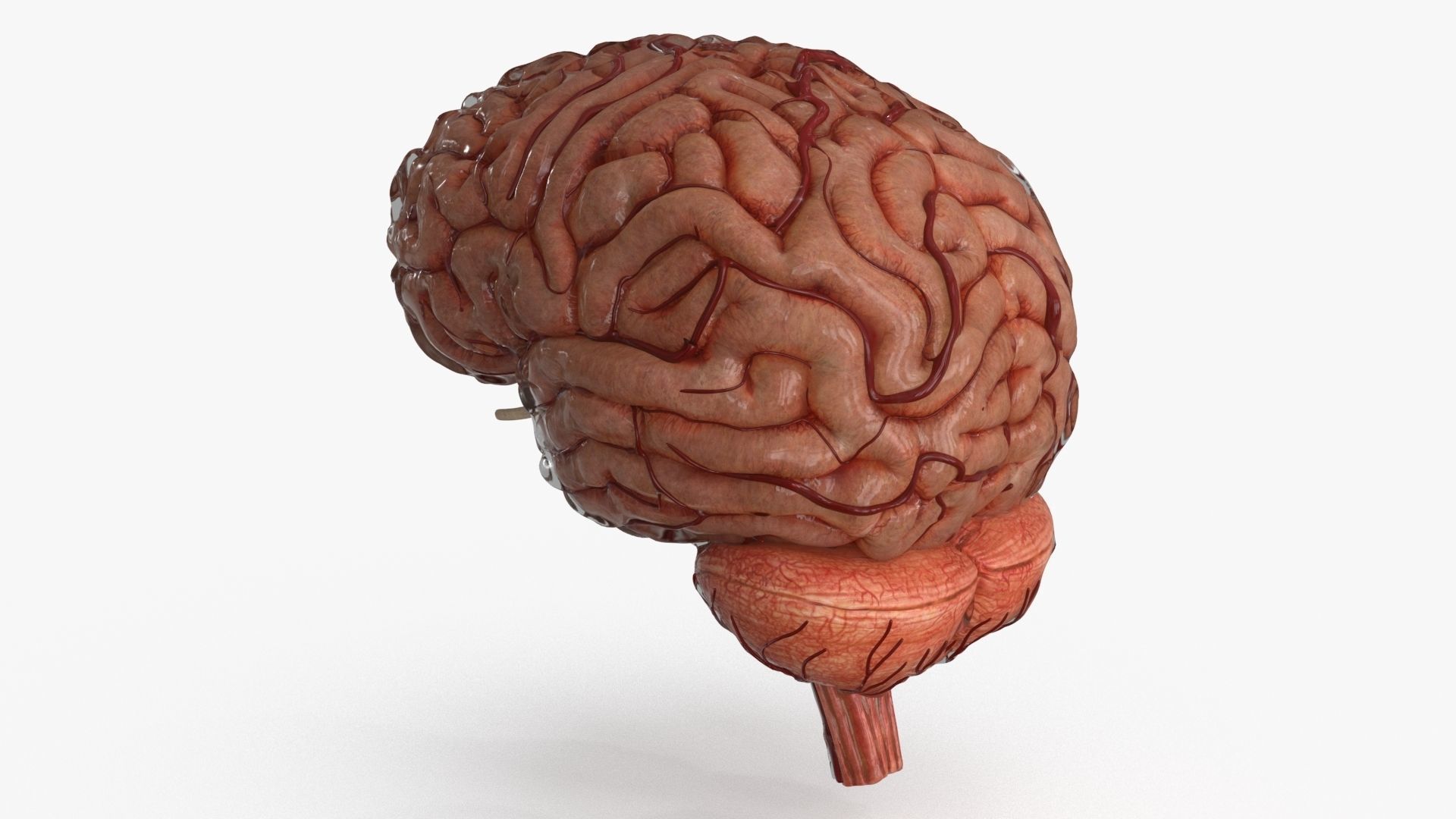 Brain Human with Anatomical Organs Low-poly 3D model_25