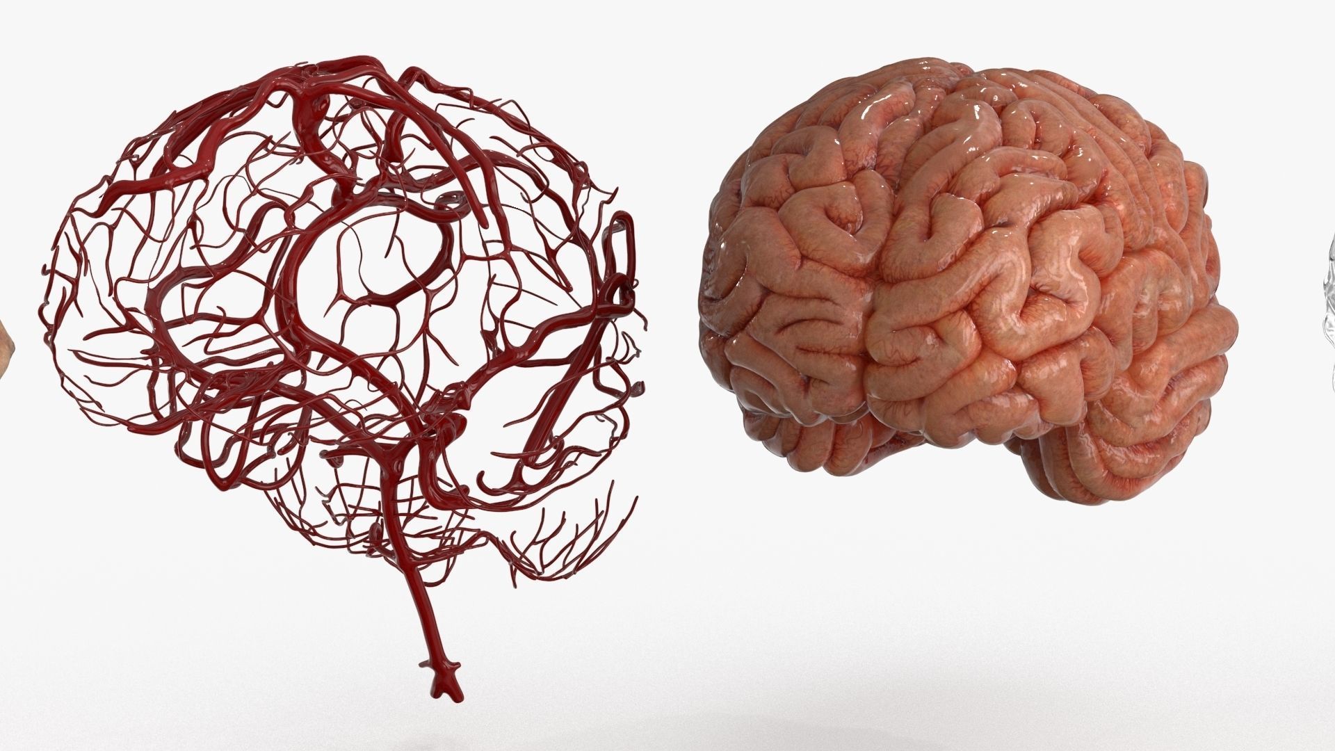 Brain Human with Anatomical Organs Low-poly 3D model_14