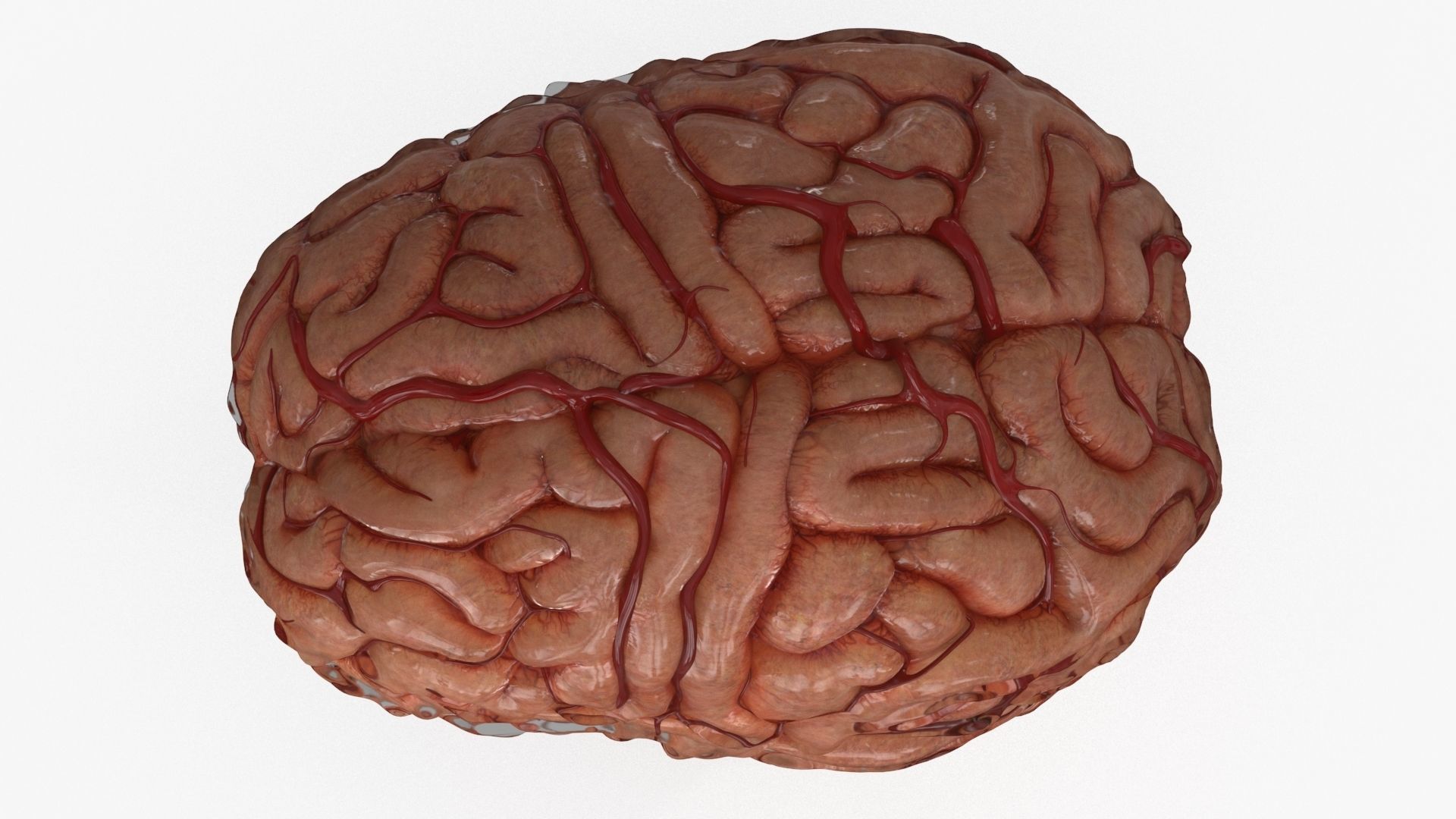 Brain Human with Anatomical Organs Low-poly 3D model_10