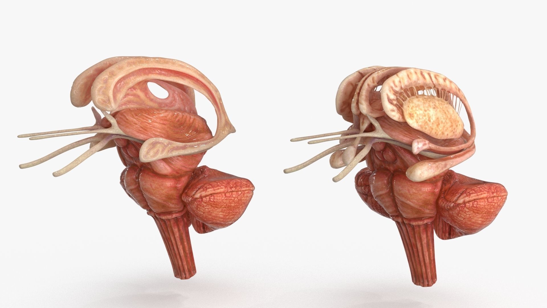 Brain Human with Anatomical Organs Low-poly 3D model_6