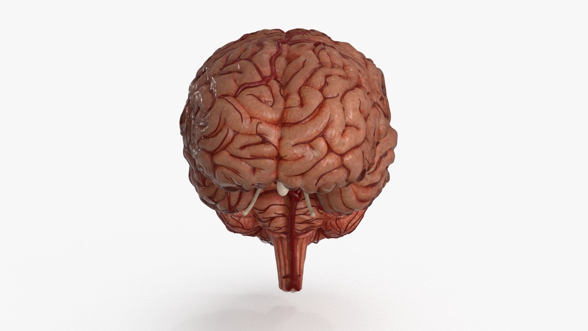 Brain Human with Anatomical Organs Low-poly 3D model_20