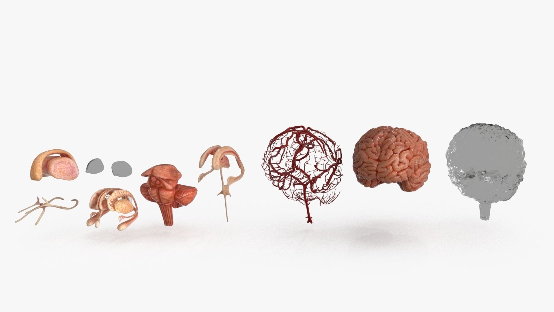 Brain Human with Anatomical Organs Low-poly 3D model_12