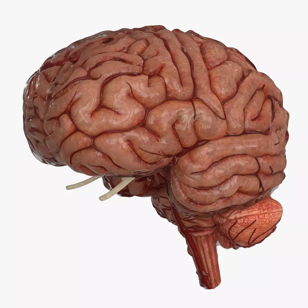 Brain Human with Anatomical Organs Low-poly 3D model_0