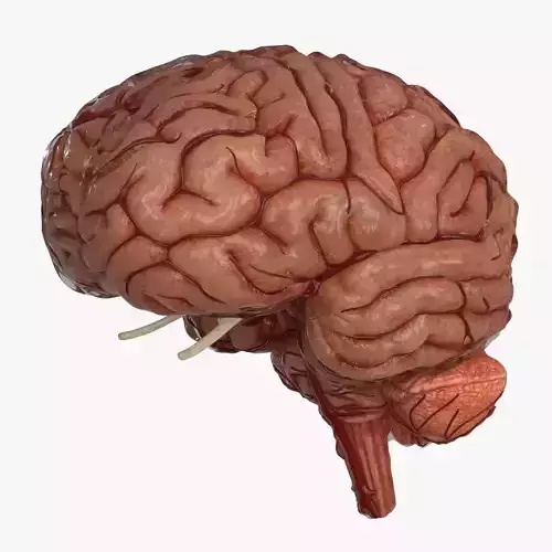Brain Human with Anatomical Organs Low-poly 3D model