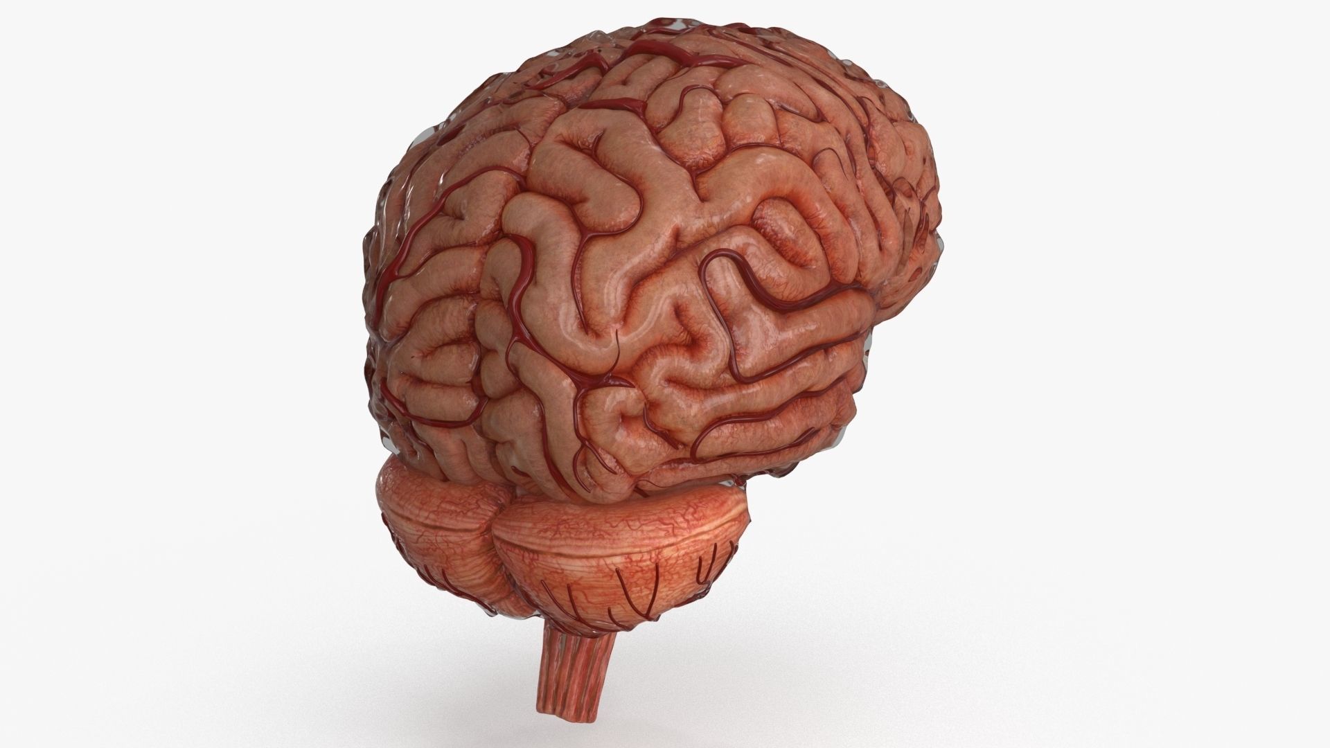 Brain Human with Anatomical Organs Low-poly 3D model_23