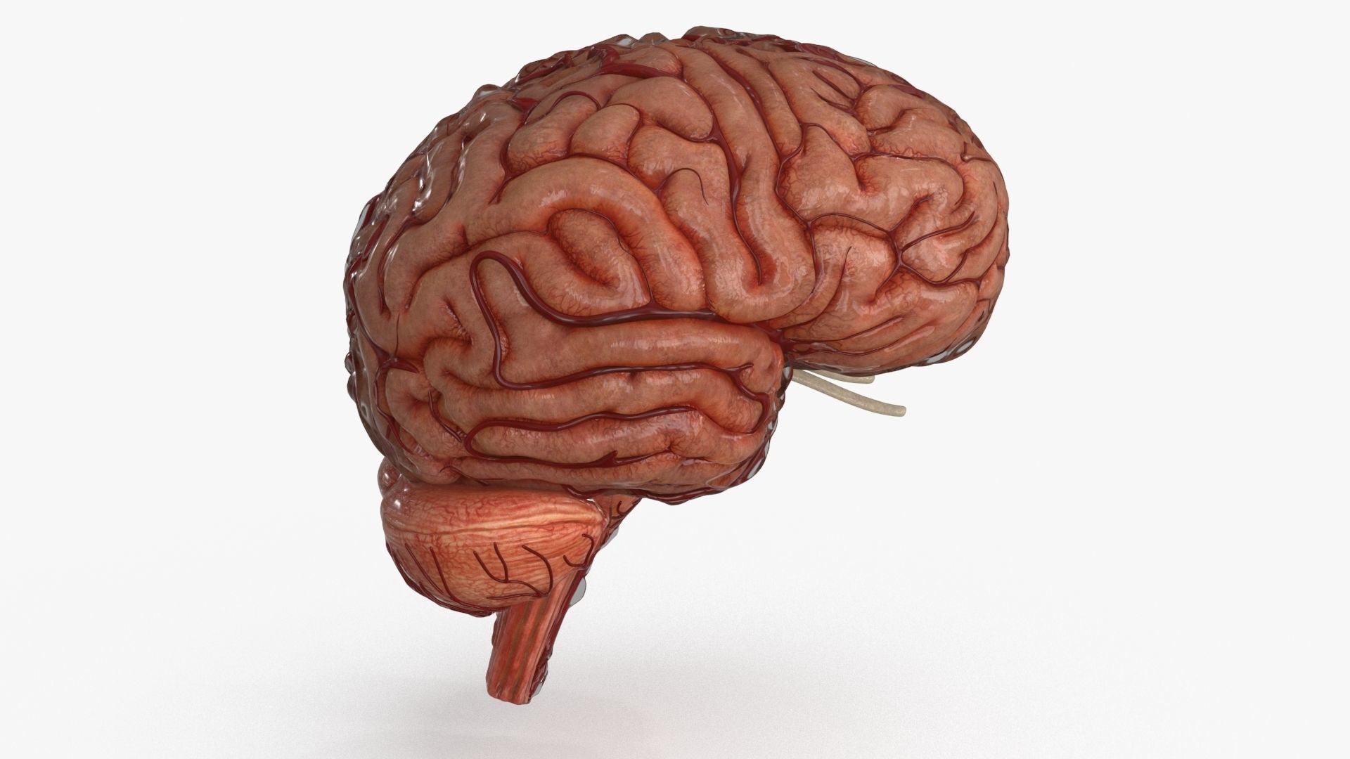 Brain Human with Anatomical Organs Low-poly 3D model_22
