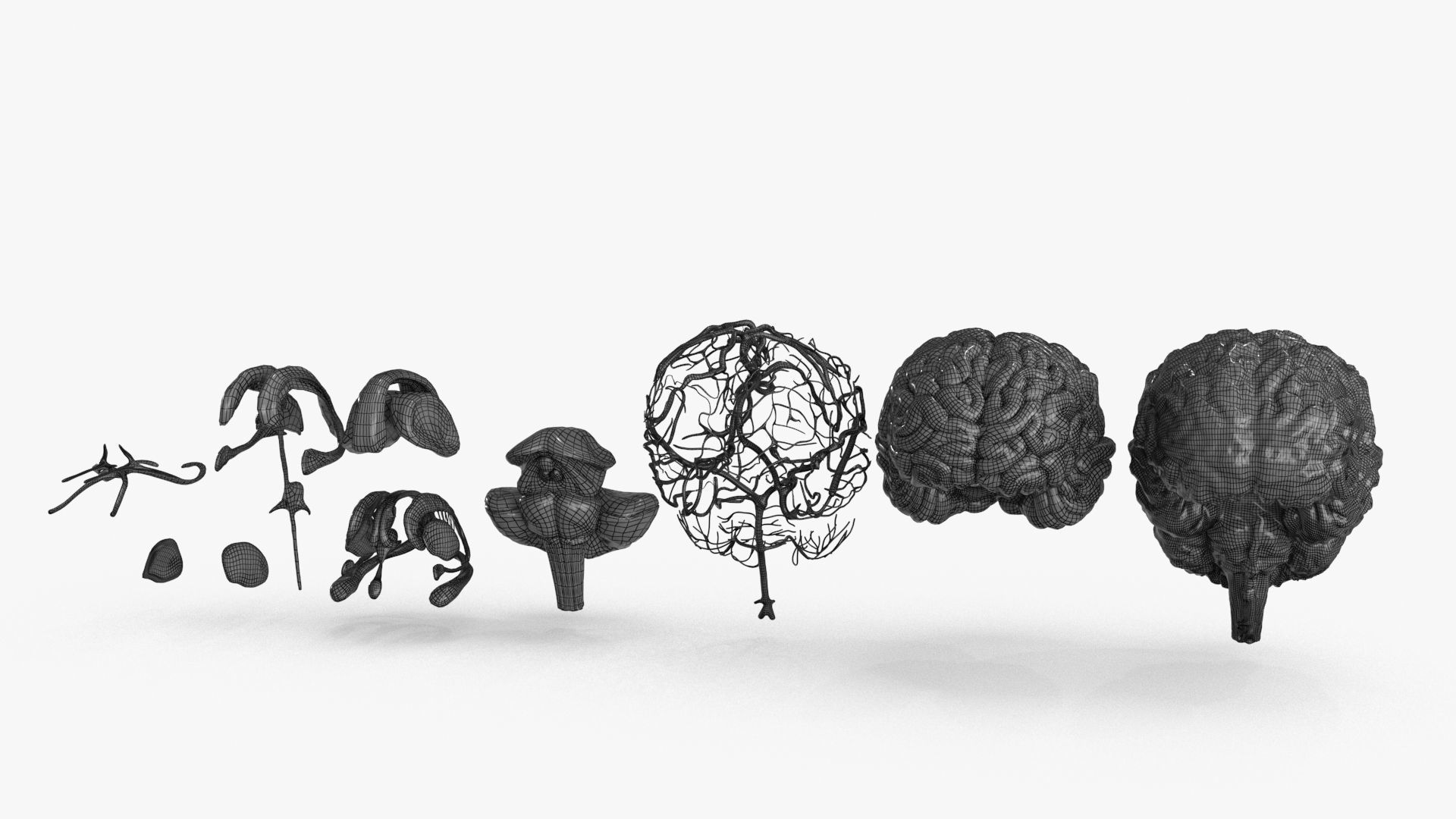 Brain Human with Anatomical Organs Low-poly 3D model_27