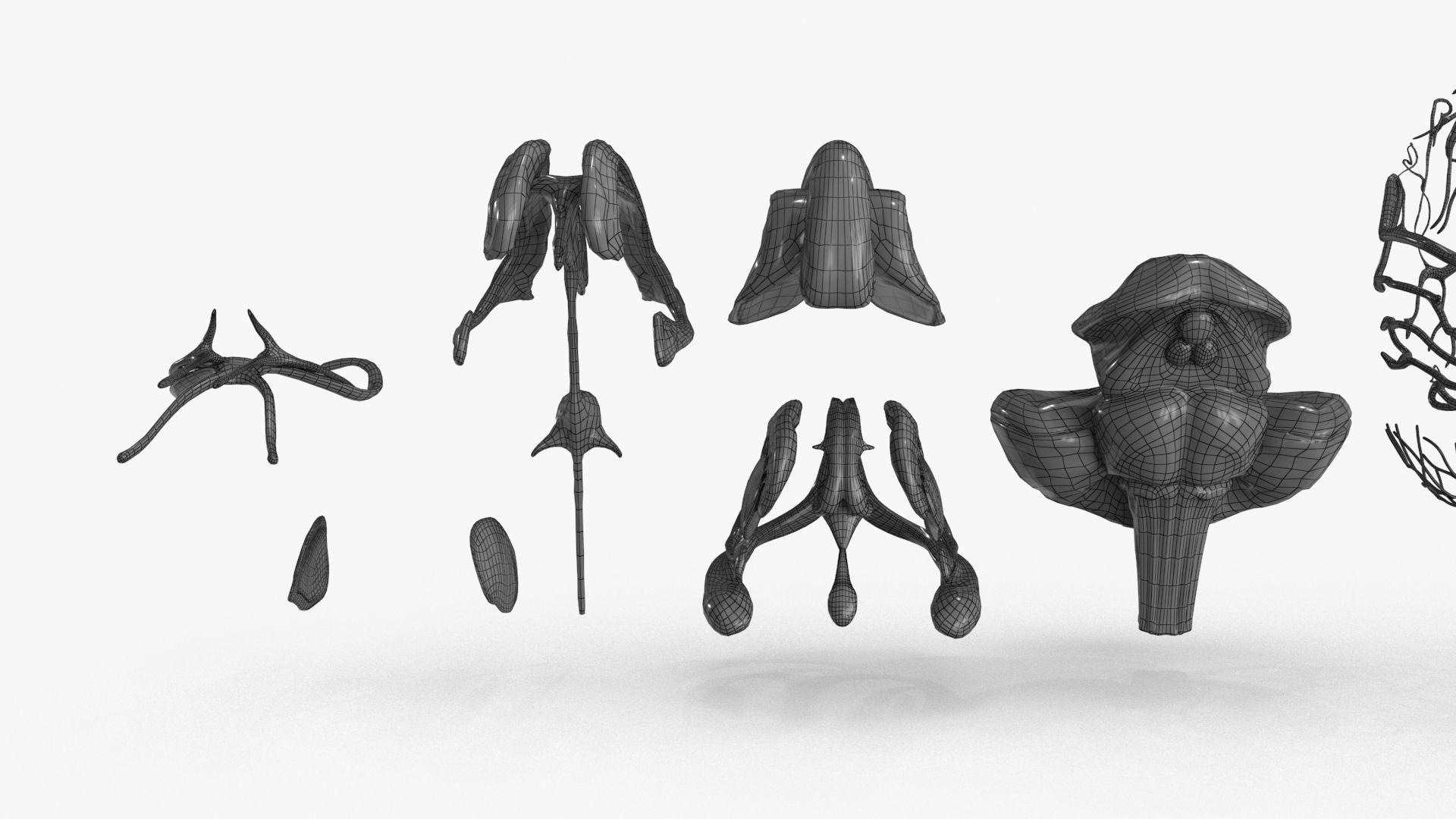 Brain Human with Anatomical Organs Low-poly 3D model_29