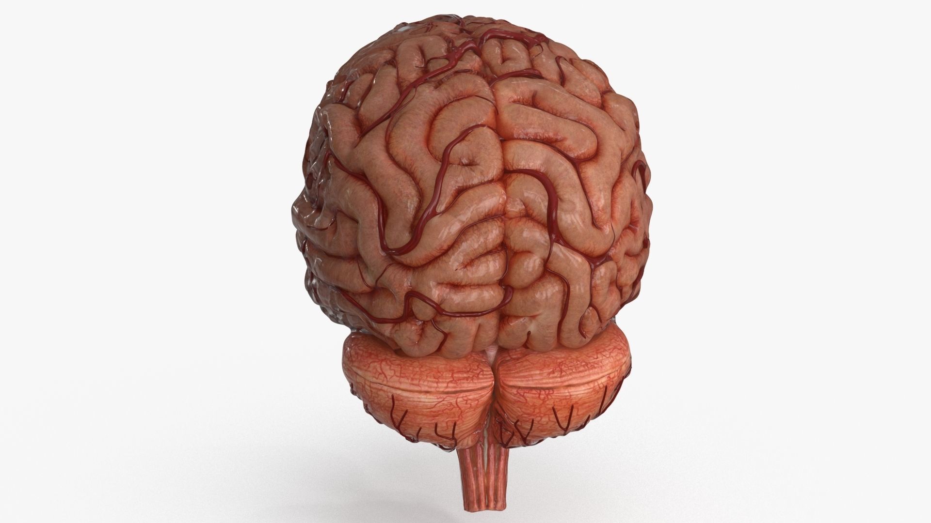 Brain Human with Anatomical Organs Low-poly 3D model_24