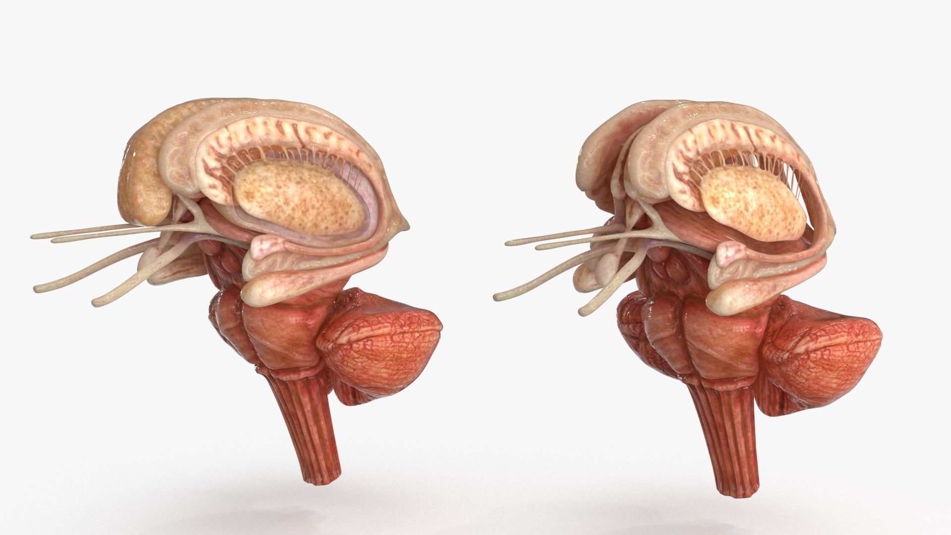 Brain Human with Anatomical Organs Low-poly 3D model_5