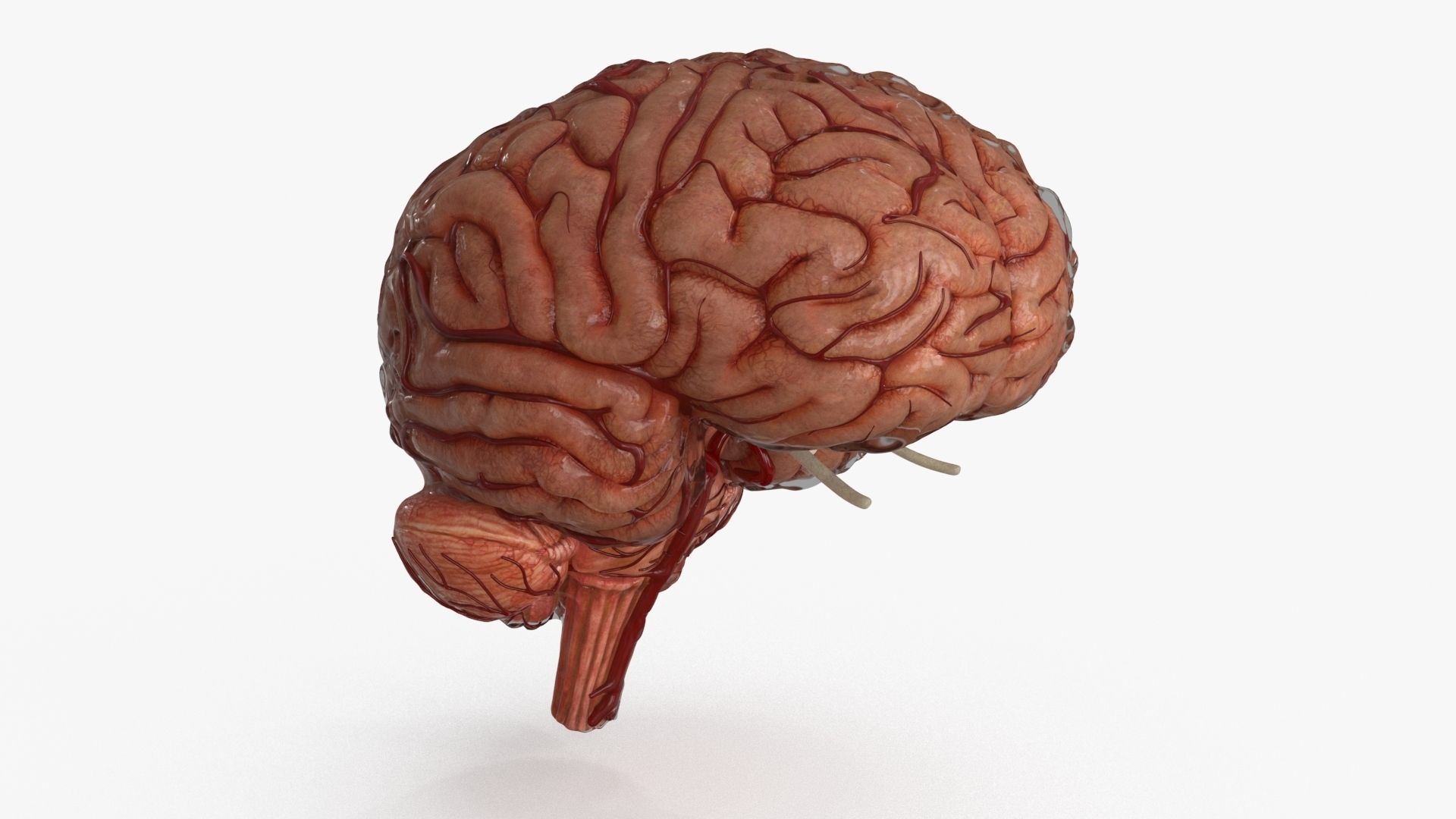 Brain Human with Anatomical Organs Low-poly 3D model_21