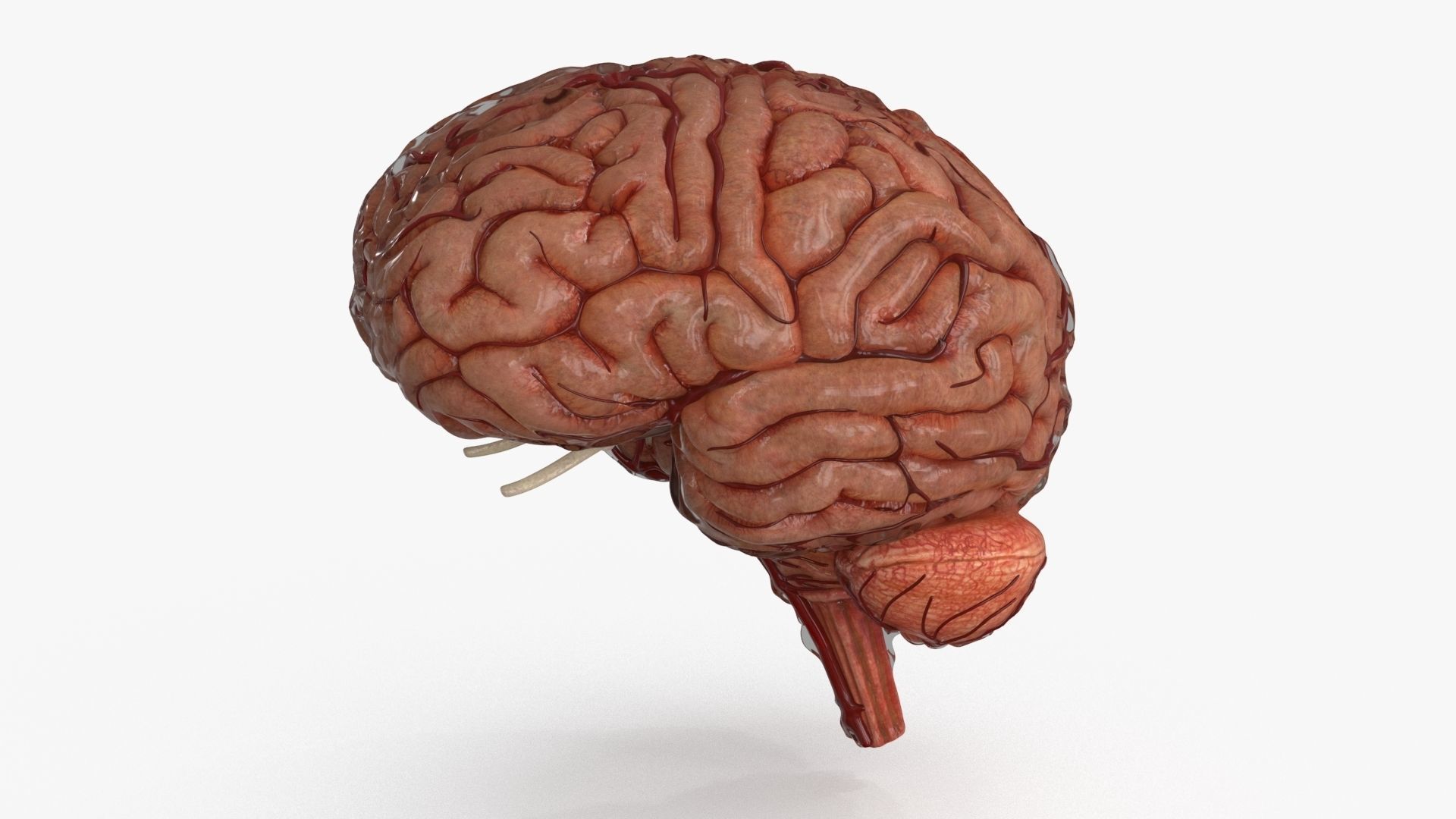 Brain Human with Anatomical Organs Low-poly 3D model_26