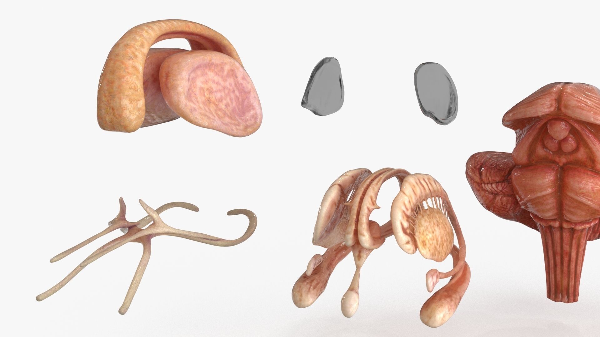 Brain Human with Anatomical Organs Low-poly 3D model_16