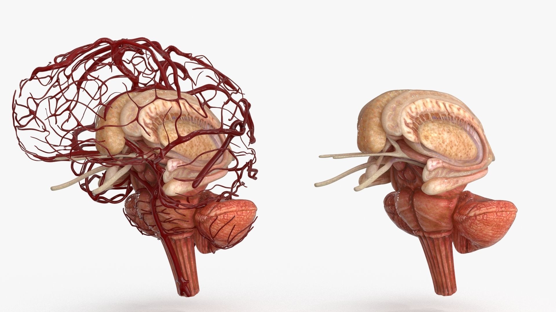 Brain Human with Anatomical Organs Low-poly 3D model_4