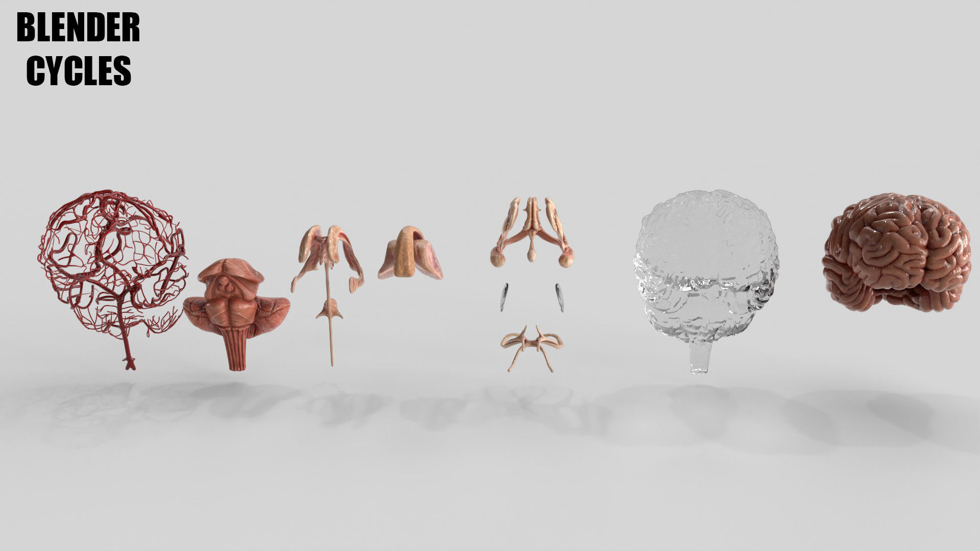 Brain Human with Anatomical Organs Low-poly 3D model_18