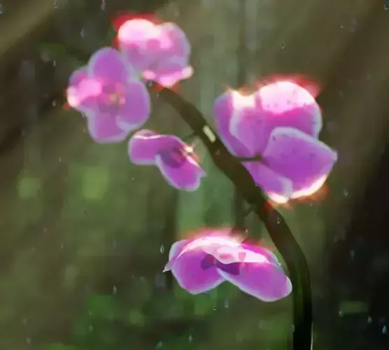 Orchid in rain