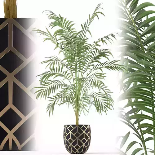 Plants collection 216