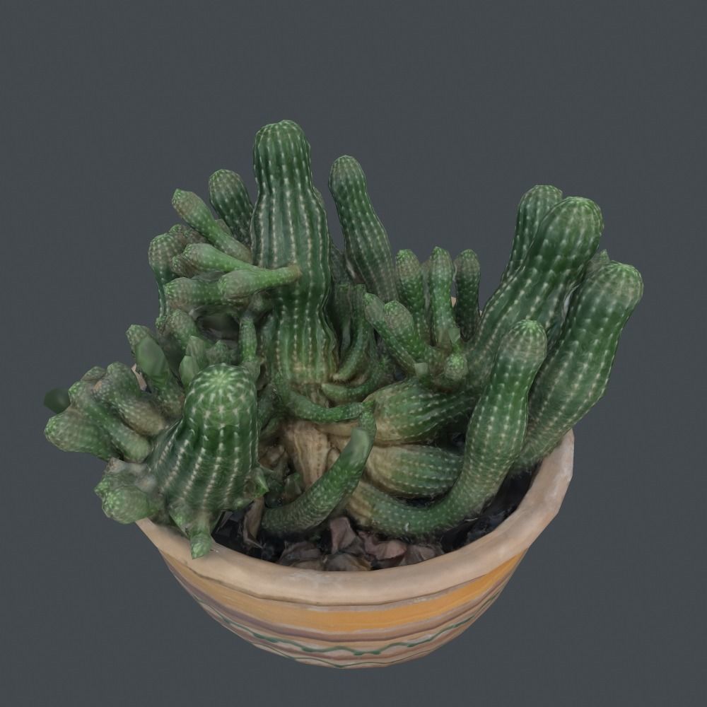 Scanned 3D cactus plant in pot Free 3D model_6