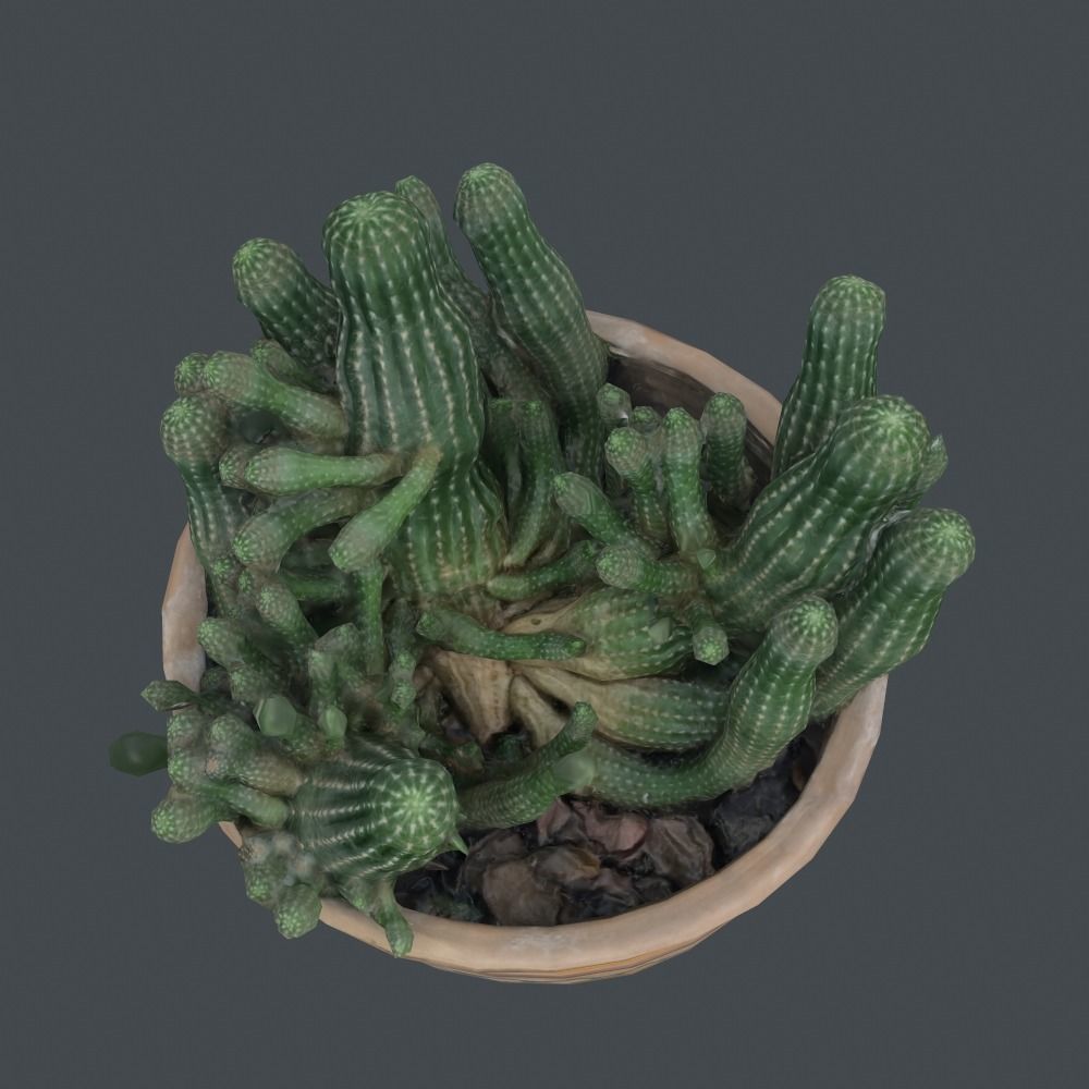 Scanned 3D cactus plant in pot Free 3D model_4
