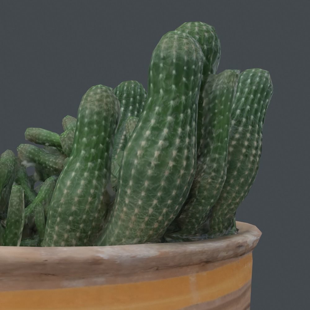 Scanned 3D cactus plant in pot Free 3D model_5