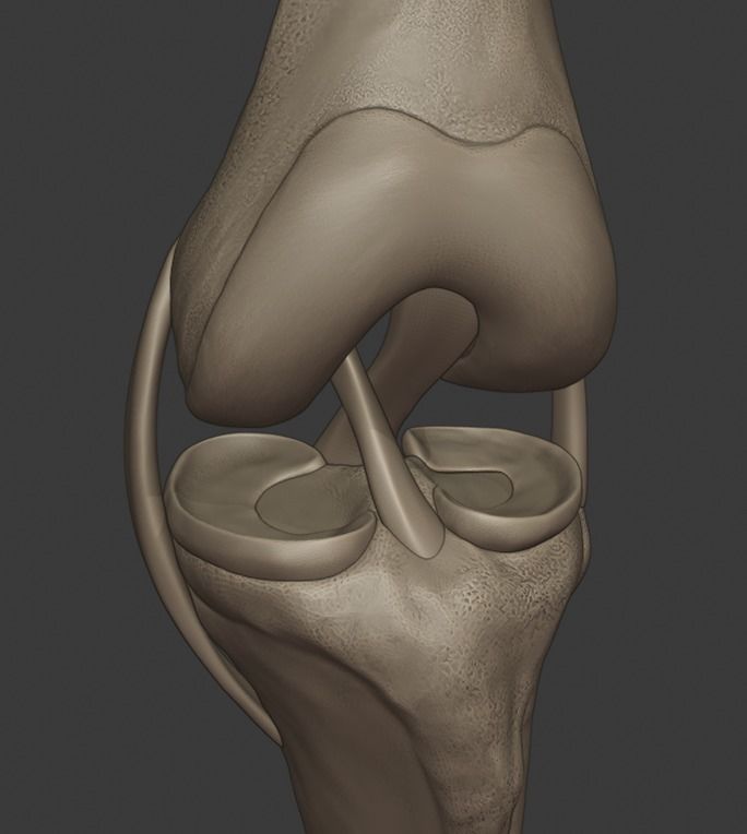 Knee ligaments model 3D print model_6